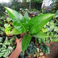 tanaman anthurium hokeri anthurium hookeri hukeri