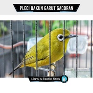 Burung Pleci Dakun Garut Bahan