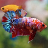 IKAN CUPANG BETTA HIAS HALFMOON PLAKAT SERIT DOUBLETAIL DUMBO EAR