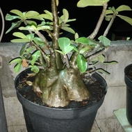 adenium black arabicum