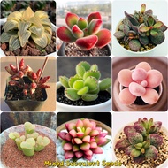 [MEGA PROMO NOW!] 100pcs Mixed Succulent ​seeds for Planting Garden Decoration Items Flower Plant Herb Seeds Basil Plant Flowering Live Plants for Home Gardening Indoor and Outdoor Air Bonsai Plant Flower Pot Stand Easy To Germinate Fast Grow In Singapore
