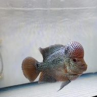 IKAN LOUHAN SRD SUPER JENONG - IKAN HIAS PALING CAKEP IKAN LOHAN JAMBUL BESAR KUALITAS SUPER