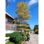 ♞African Talisay Variegated (Terminalia Mantaly)