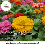 Dwarf Marigold Seeds 200