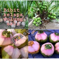 Bibit kelapa wulung / kelapa hijau wulung / kelapa ijo original