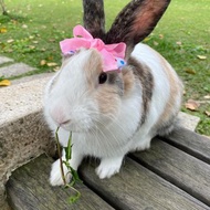 Q1-手工寵物生日帽子寵物髮飾頭套兔兔牽繩衣配件兔子花圈