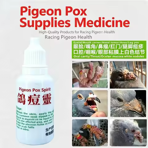 Pigeon pox is the first choice to treat pigeon pox racing heat detoxification sterilization pigeon h