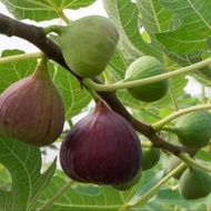 1 ต้นมะเดื่อฝรั่ง พันธุ์ Fruit Plant Longue d Aoutขนาดกระถาง 10 นิ้ว ลำต้นสูง 90-100 ซม (ทาบกิ่งพร้อ