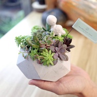 【侏儸紀多肉植物】盆栽+擴香石