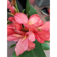 Pink Canna Lily Hybrid Dwarf/ Bunga Tasbih Pink Renek (anak pokok)