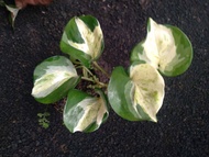 sirih manjula 4.5 daun