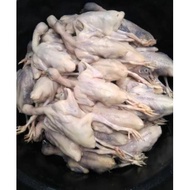 Daging Burung Dara Muda Frozen / Beku 2 Ekor