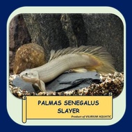 Readyyy IKAN HIAS AIR TAWAR - PALMAS SENEGALUS SLAYER