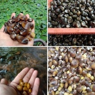 Kerang Remis Laya Pensi Segar Obat Liver Terlaris