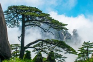 One-day tour to Huangshan