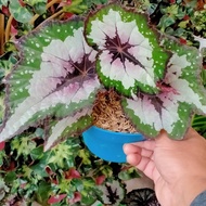 begonia rex pelangi