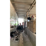 (WU)Ayam Kalkun Hidup dan Potong