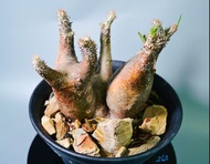 伊洛棒槌樹　Pachypodium inopinatum / 塊根植物 Caudex / 另售象牙宮、龜甲龍、索馬里葡萄甕、念珠橄欖/ 多肉植物