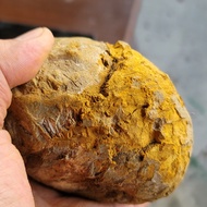 Tianma Store Gtk 19 1990 National Surname Xiangshan Cai Tortoise Sheath Stone Bag Too Lazy To Bet Fl