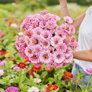 100 เมล็ด ดอกบานชื่น บานชื่นหนู บานชื่นฝรั่ง กระดุม ดอกเล็ก Zinnia Seeds ดอกสีชมพู