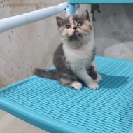 kucing kitten british shorthair betina line ped 