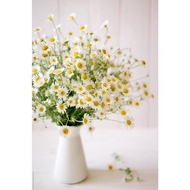 Fresh Tanacetum Flower Chamomile Mini Daisy - Fresh Flowers Arrangement Online Flower Delivery Flowe