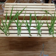 Benih Pokok Yellow Iris. 3 units Yellow iris shoots. Iris Pseudacorus