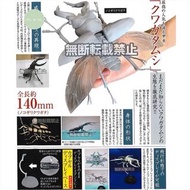 甲蟲扭蛋 鍬形蟲 獨角仙 團子蟲 昆蟲 動物扭蛋 扭蛋 日本扭蛋 日本代購 景品 夾公仔 玩具 公仔 掛飾 擺設 figure 周邊 盒玩 盒蛋 食玩  