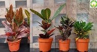 Outdoor Plant - Codiaeum (Red Spot) / Codiaeum Golden Tiger / Coadiaeum Cina / Coadiaeum Variegatum / Croton / Pokok Puding 变叶木 for HOME/GARDEN decoration