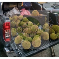 Buah TARAP MATANG DAN MUDA