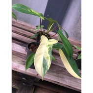 Philodendron Florida Beauty (tissue culture) strong variegation