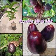 benih bibit tanaman buah jambu jamaika hitam