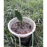 Anak Pokok Kaktus (Cactus)