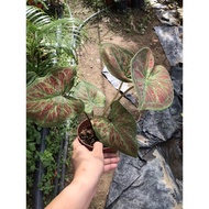 (Live plant) Caladium Mix