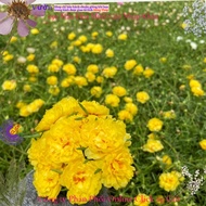 Luxury Golden Ten O'clock Flower MiMa market ten o'clock flower