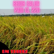 BENIH/BIBIT PADI CL220 5 KG TERBARU UMUR PENDEK 85 HARI