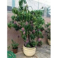 TUMBUHAN Pokok Mangga Irwin hybrid