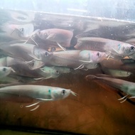 ikan arwana silver berazil