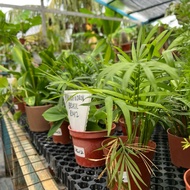 Mini Indoor Plant / Snake Plant / Photos / Dracaena