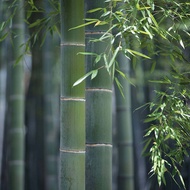 เมล็ดพันธุ์ ไผ่โมโซ ไผ่หนังจีน ไผ่ญี่ปุ่น moso bamboo 30 เมล็ด