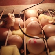 Anak Ayam Shamo impor Line Tazawa