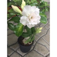 TOP SALE LAKU KERAS ADENIUM PUTIH