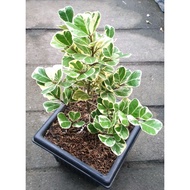 ♞Variegated Ficus Triangularis