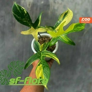 Tanaman Hias Philodendron Flobe -Flobe Varigata