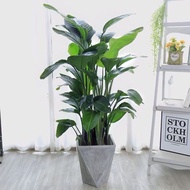 Crane Blue Pot Large Indoor Pot Living Room Office Plant Large Plant Bonsai Home Green Plant