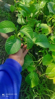 bibit tanaman buah markisa madu/markisa jumbo