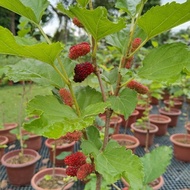 Mulberry plant , ~ 500mm tall , 8 inch pot