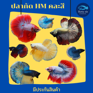 ฮาฟมูน ปลากัด ฮาฟมูน HM ชาย มีหลายสี คละสีส่ง มีประกันสินค้า