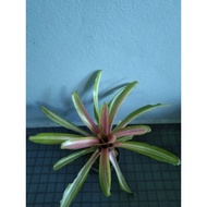 Pokok hiasan bromeliad, bromeliad decorative plant