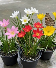 Tanaman hias bibit bunga Lily hujan/ rain lily ( paket 4)